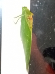 Microcentrum retinerve