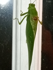 Microcentrum retinerve