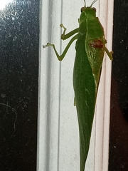 Microcentrum retinerve