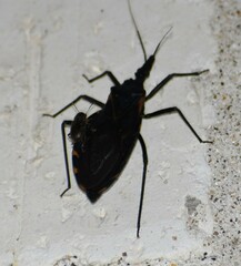 Triatoma gerstaeckeri
