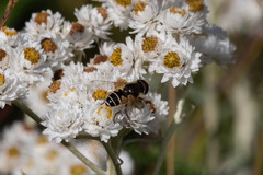 Eristalis hirta