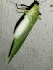 Microcentrum retinerve