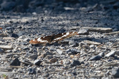 Limenitis lorquini