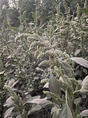 Amaranthus retroflexus