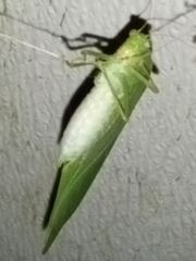 Microcentrum retinerve