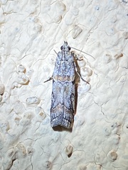 Olybria aliculella