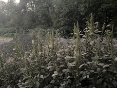 Amaranthus retroflexus