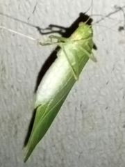 Microcentrum retinerve