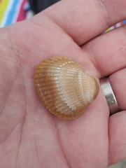 Lunarca ovalis