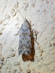 Olybria aliculella