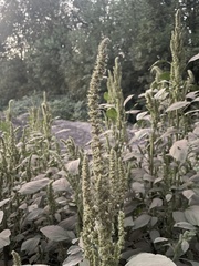 Amaranthus retroflexus