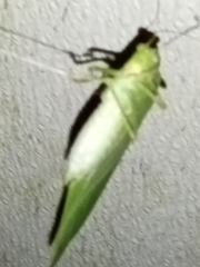 Microcentrum retinerve