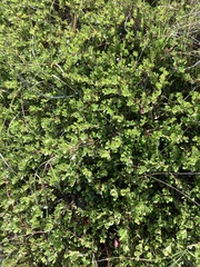 Arctostaphylos uva-ursi