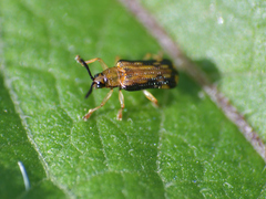 Sumitrosis distinctus