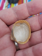 Lunarca ovalis