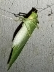 Microcentrum retinerve