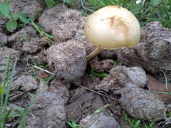 Protostropharia semiglobata