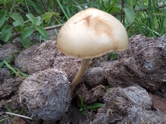 Protostropharia semiglobata