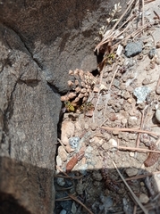 Vespula pensylvanica