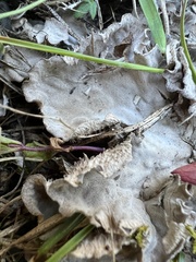 Peltigera rufescens