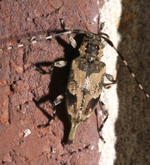 Graphisurus triangulifer