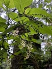 Plantae