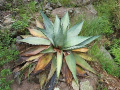 Agave wocomahi