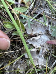 Peltigera rufescens