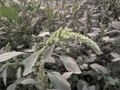 Amaranthus retroflexus