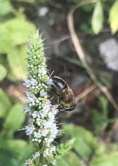 Eristalis