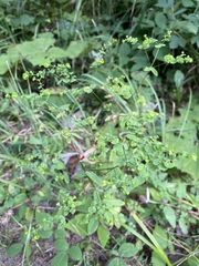 Euphorbia stricta