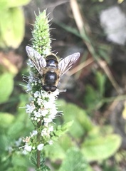 Eristalis