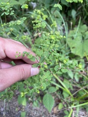 Euphorbia stricta