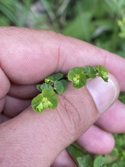 Euphorbia stricta