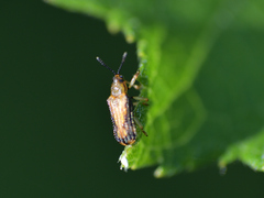 Sumitrosis distinctus