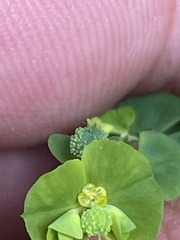 Euphorbia stricta