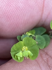 Euphorbia stricta