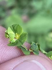 Euphorbia stricta