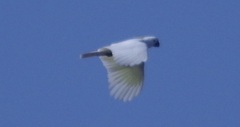 Cacatua galerita
