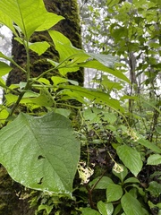 Plantae