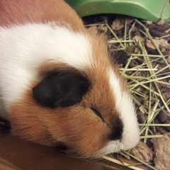 Cavia porcellus