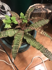 Cryptanthus