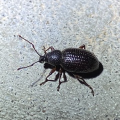 Otiorhynchus cribricollis