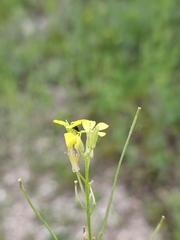Erysimum canescens