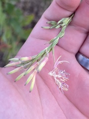 Oenothera filiformis