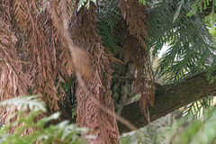 Megascops kennicottii