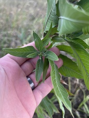Oenothera filiformis