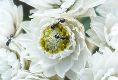 Monomorium ergatogyna