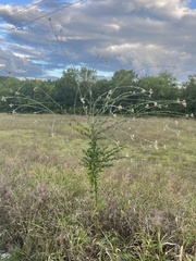 Oenothera filiformis