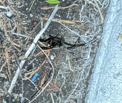 Latrodectus